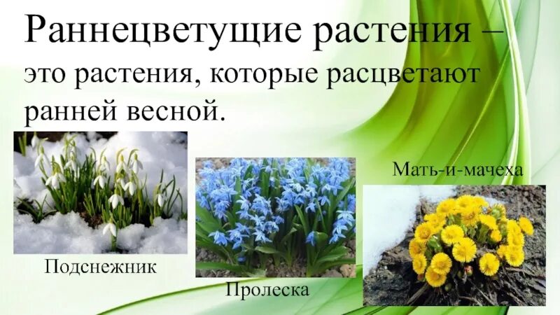 Весенние цветы 2 класс. Раннецветущие травянистые растения весной. раннецветущие растения первоцветы. раннецветущие растения подснежник. рани цветущие растения весной.