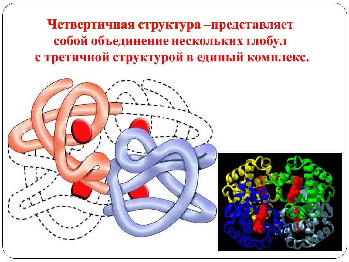 Структура белка представленная глобулой. Третичная структура белка глобула. Третичная и четвертичная структура белка. Глобула это структура белка. Четвертичная структура белка глобула.