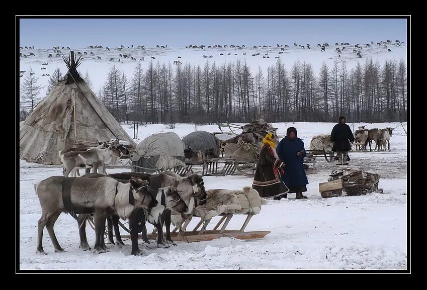 Хозяйственная деятельность тундры в россии. Стойбище оленеводов в тундре. Тундра и человек. Деятельность человека в тундре. Деятельность жителей тундры.