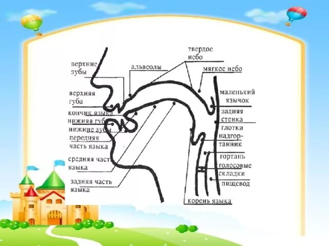 Строение речевого аппарата. Строение речевого аппарата логопедия. Артикуляционный аппарат. Речевой аппарат для детей. Система артикуляции