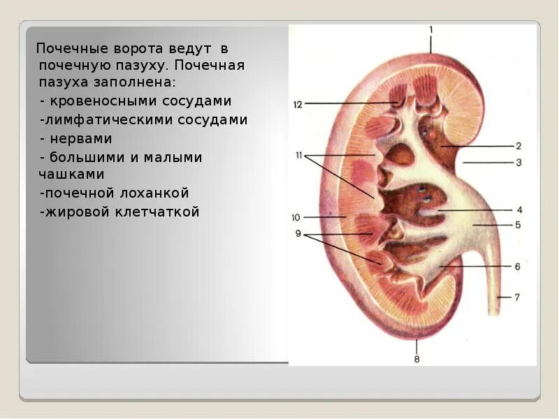 Почка анатомия почечная пазуха. Почечная пазуха и почечная лоханка. Почечная лоханка строение анатомия. Строение почки пазуха.