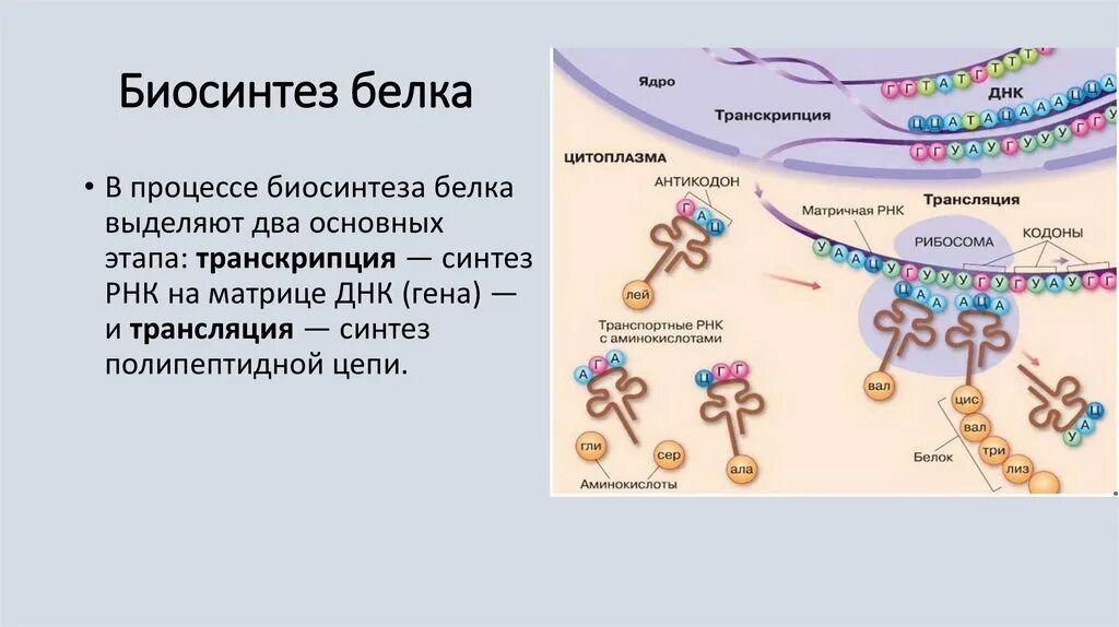 Синтез белков 9 класс. Биология 9 класс Биосинтез белка в клетке. Биосинтез белков Биосинтез белков. Процесс синтеза белка транскрипция. Назовите основные этапы биосинтеза белка.