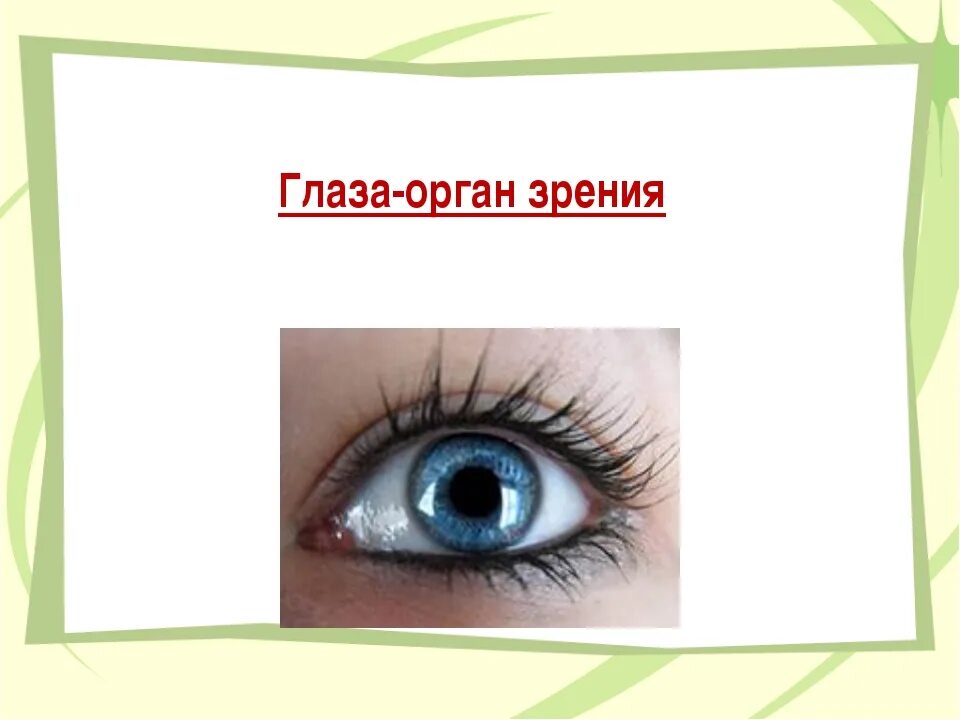 Органы чувств глаза 9 класс. Глаза орган зрения. Орган зрения презентация. Глаза орган зрения 3 класс. Глаз и зрение презентация.