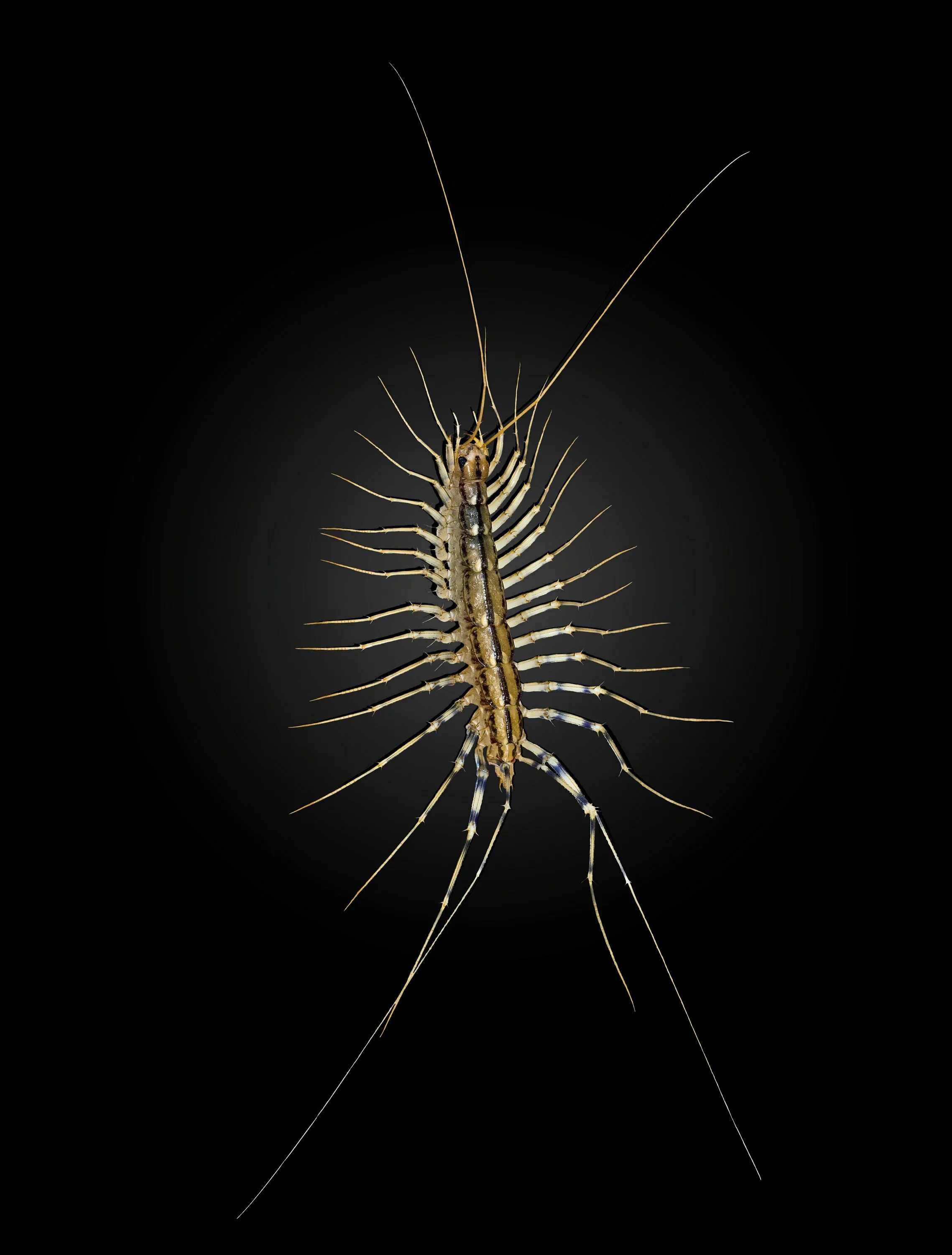 Много лап насекомое. Scutigera coleoptrata. скутигера-мухоловка. обыкновенная мухоловка многоножка. мухоловка жук.
