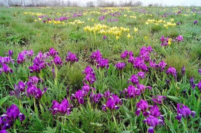 ирис дикорастущий. ирис степной. ирис карликовый степной. ирис карликовый дикий. ирис в степи.