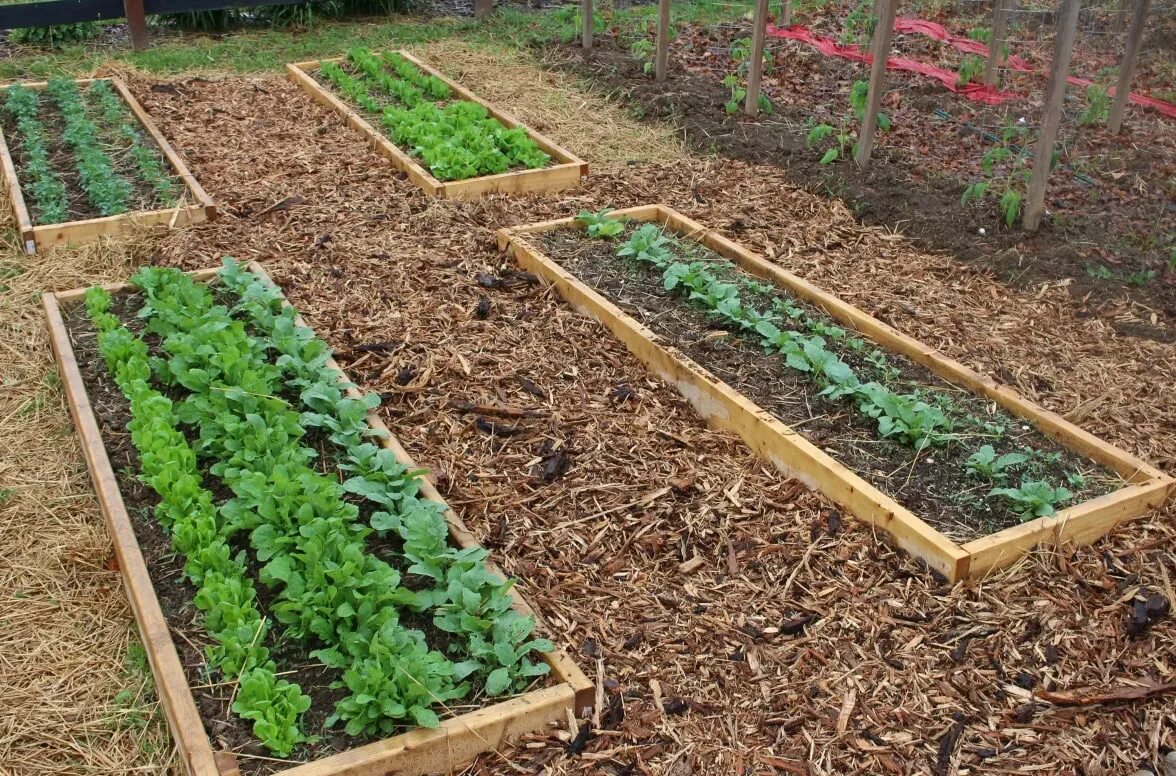 Где росла трава там. Тротуарная плитка с сорняками. Мульчирование виктории агроволокном. Трава на асфальте. Сорняки между плитками.