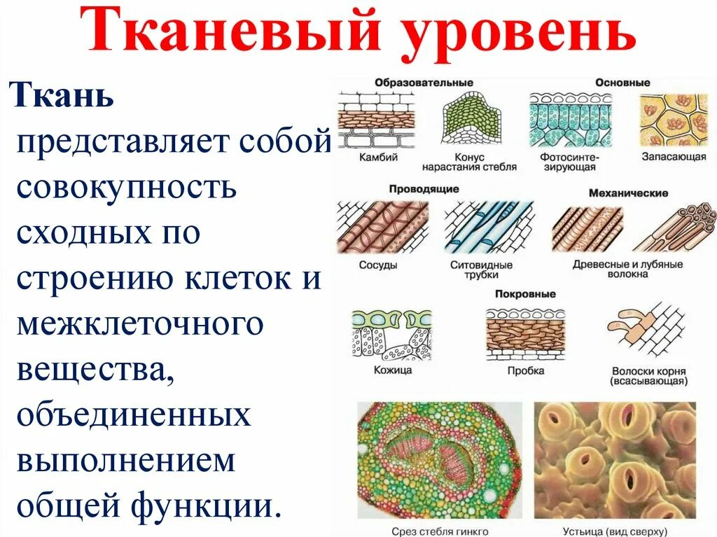 Организации живой ткани