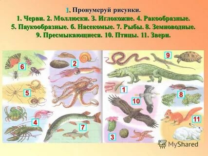 Земноводные членистоногие