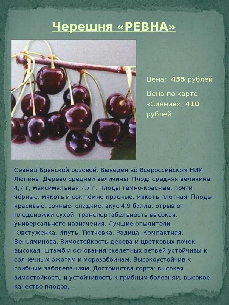 Черешня Ревна описание сорта. Черешня Ипуть описание сорта. Сорт черешни Бряночка. Черешня сорт Ревна. Ревна черешня описание фото отзывы опылители