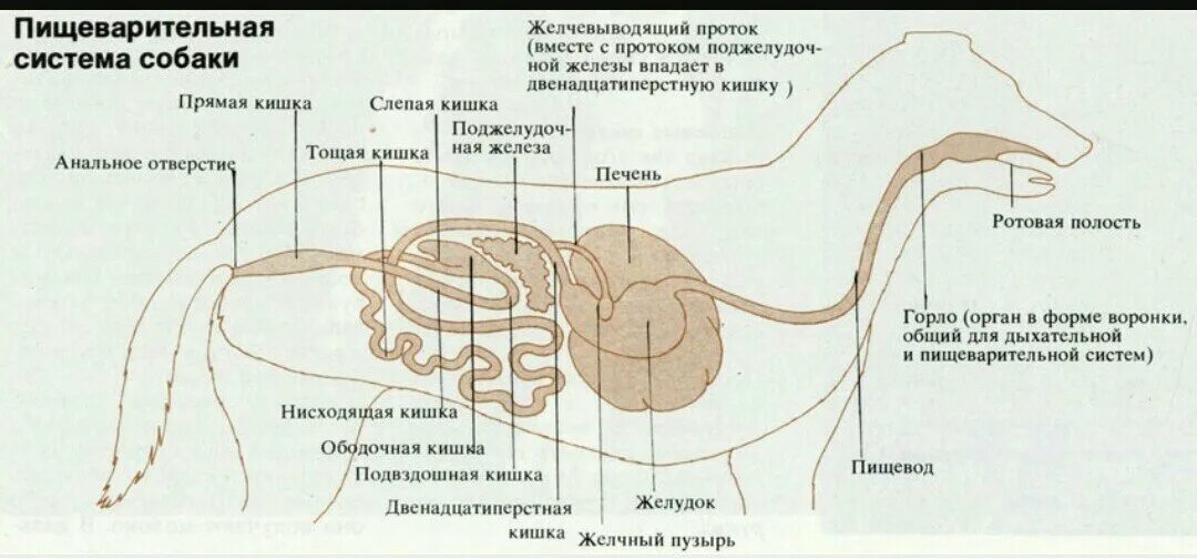 Строение желудков животных. Пищеварительная система собаки схема. Кишечник собаки анатомия. Система пищеварения собаки схема. Схема расположения органов пищеварения собаки.