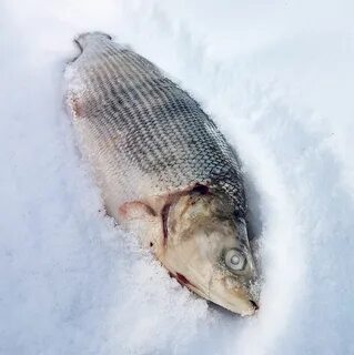 Нельма штраф