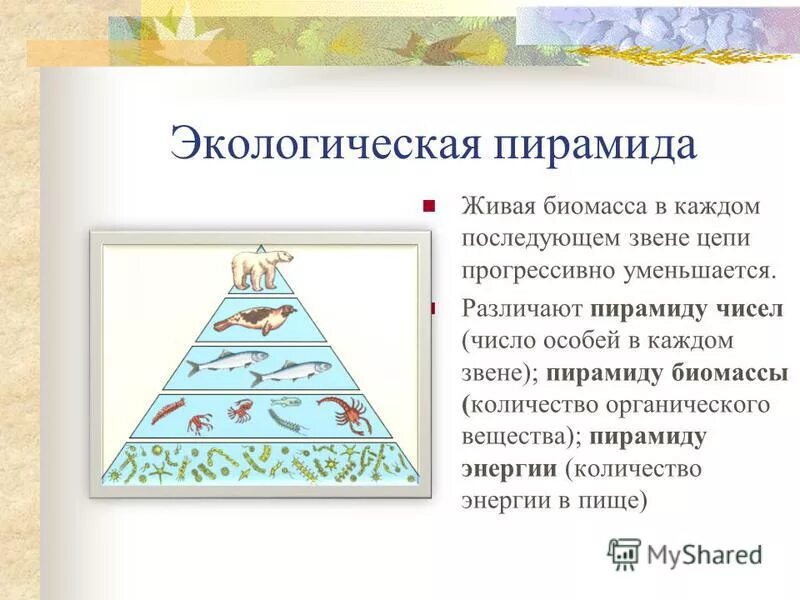 пирамиды численности и биомассы это в биологии. чарльз элтон пирамида численности. пирамида биомасс пирамида чисел пирамида энергии. экологические пирамиды пирамида численности. правило пирамиды биомасс.