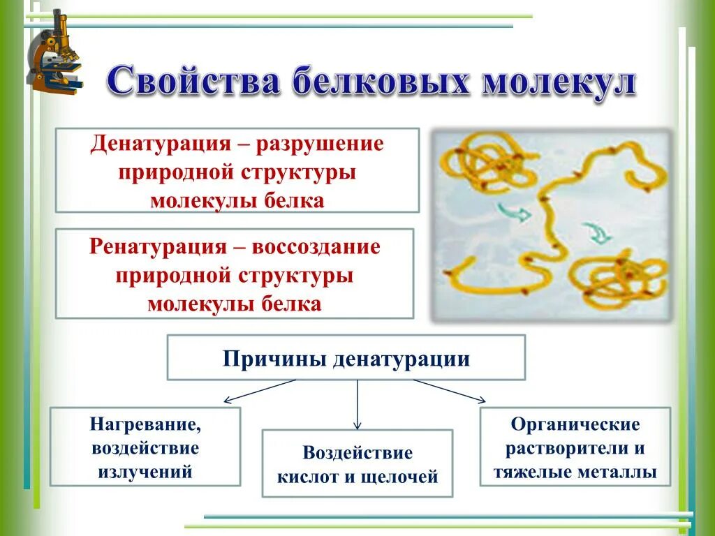 Денатурация и ренатурация белка. Свойства белков денатурация и ренатурация. Структура белка. Денатурация. Ренатурация.. Функции денатурации белка. Биологическая роль и структура белка