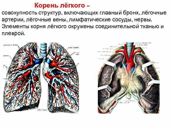 Ворота легкого образования. Ворота легких Вена артерия бронх. Топографическая анатомия легких. Структура корня легкого. Корни легких анатомия.