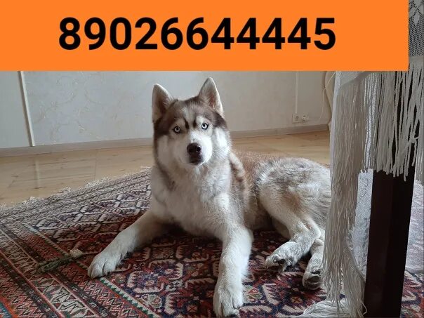 Авито животные йошкар олы