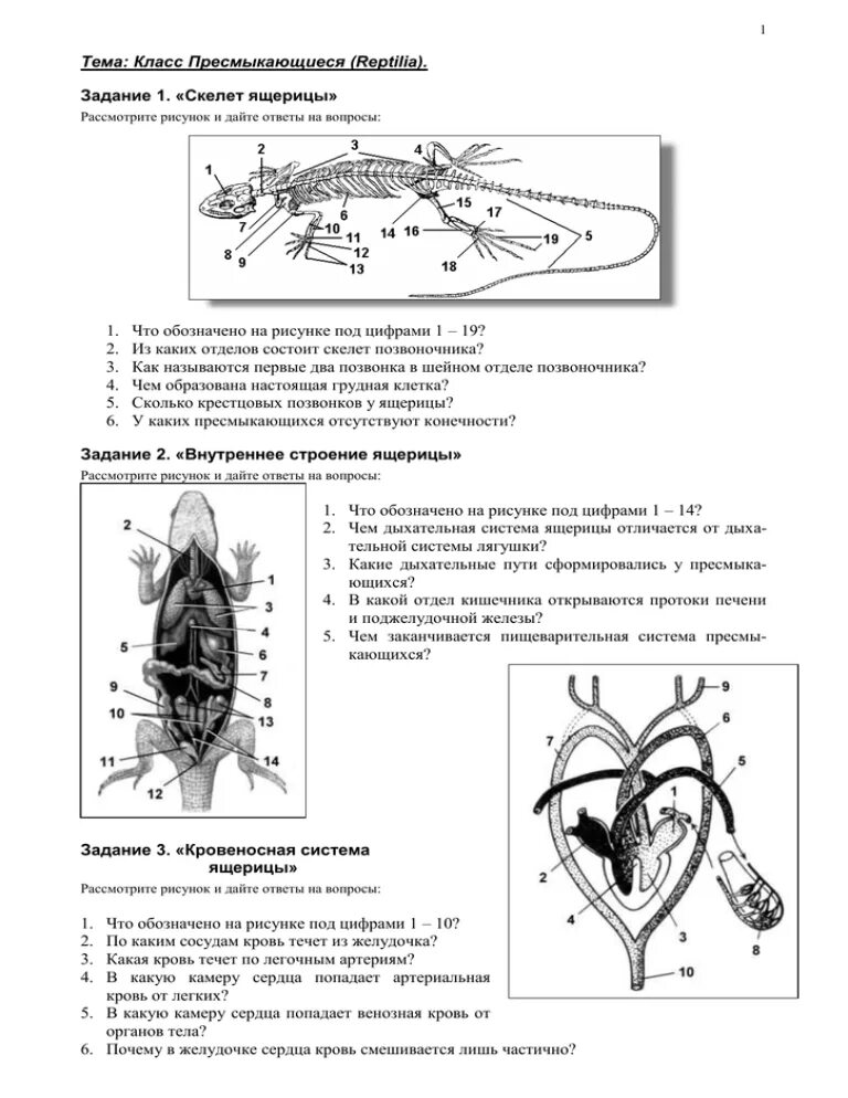 Класс пресмыкающиеся 7 класс вариант 2. Тест по биологии 7 класс пресмыкающие. Тест по биологии 7 класс класс пресмыкающиеся. Контрольная работа по биологии 7 класс по теме пресмыкающиеся. Пресмыкающиеся 7 класс биология.