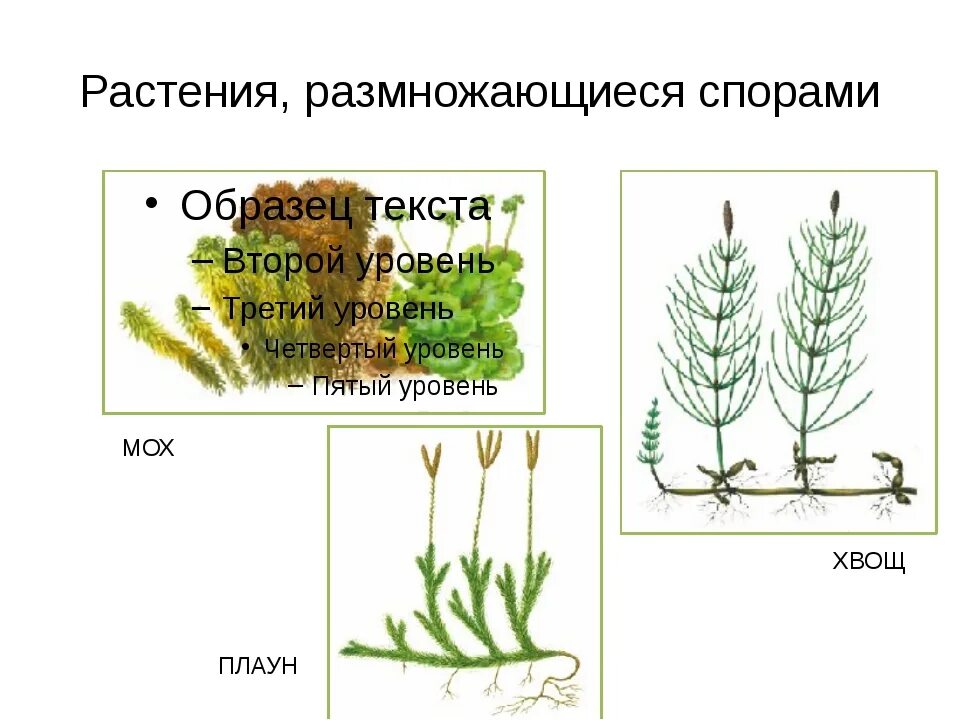 Вегетативное размножение плаунов. Растения размножающиеся спорами. Плауны размножаются спорами. Растения размножающиеся спорами примеры.