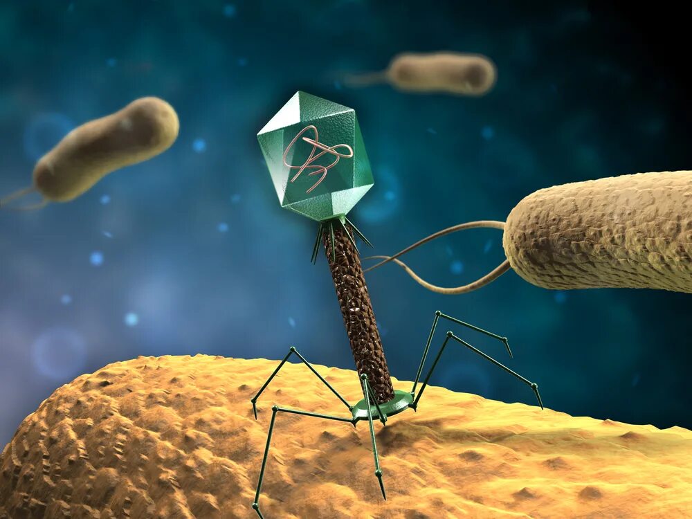 The virus can be. Бактериофаг т4. Бактериофаг т4 геном. Бактериофаг и бактерия. Бактериофаг ms2.