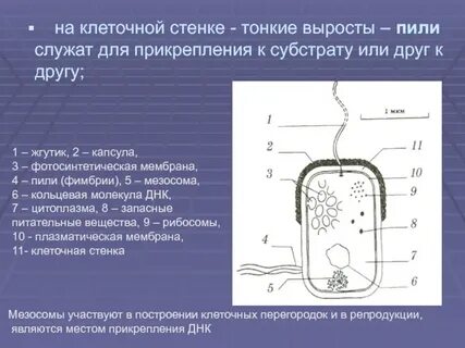 Выростами клеточной стенки