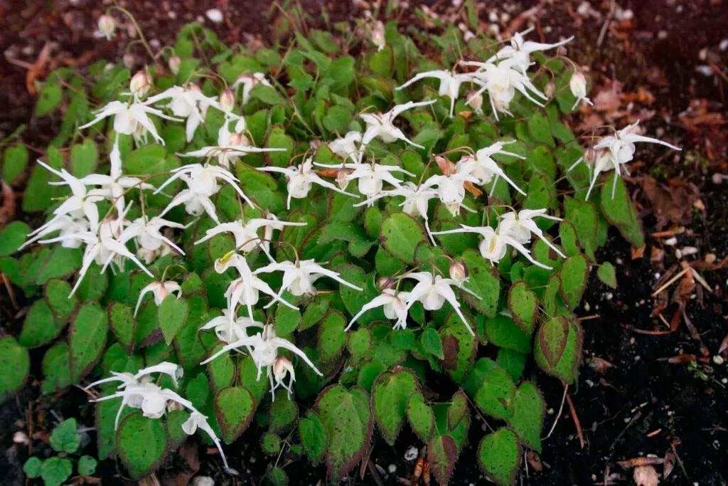 Горянка отзывы. Горянка эпимедиум. горянка красная epimedium rubrum. эпимедиум горянка крупноцветковая. горянка нанум крупноцветковая.