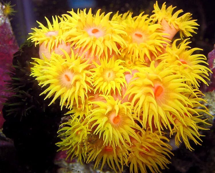 Розовые водоросли. Актинии морские анемоны. Коралловые полипы актинии. Розовая актиния. Актиния кишечнополостные.