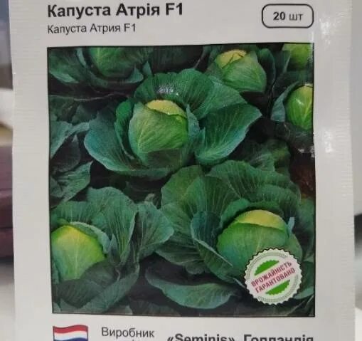 Капуста белокочанная атрия f1. Капуста атрия описание. Капуста белокочанная атрия f1. Капуста атрия. Сорт капусты атрия.