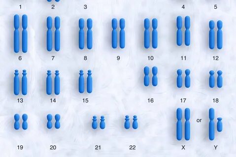 104 хромосомы