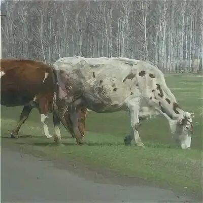 Купить корову в омске и омской области. Животноводство в Омской области. Омскплем.