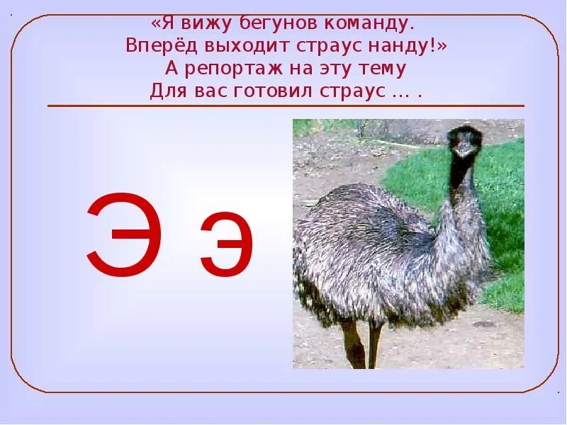 Стих жил был зверь на букву ю. Животное на букву э. птица на букву э. зверь на букву э. загадка про страуса эму для детей.