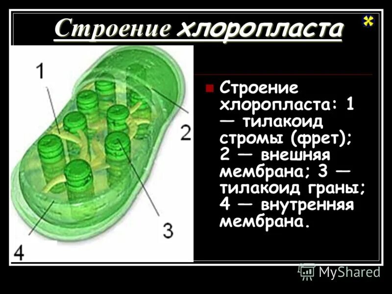 Строение хлоропласта. Строение клетки хлоропласты. Внутреннее строение хлоропласта. Схема строения хлоропласта. Уровень организации хлоропласта