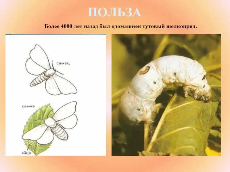 Определите тип развития животных тутовый шелкопряд. Тутовый шелкопряд отряд насекомых. тутовый шелкопряд насекомые. тутовый шелкопряд превращение. тутовый шелкопряд одомашненное насекомое.