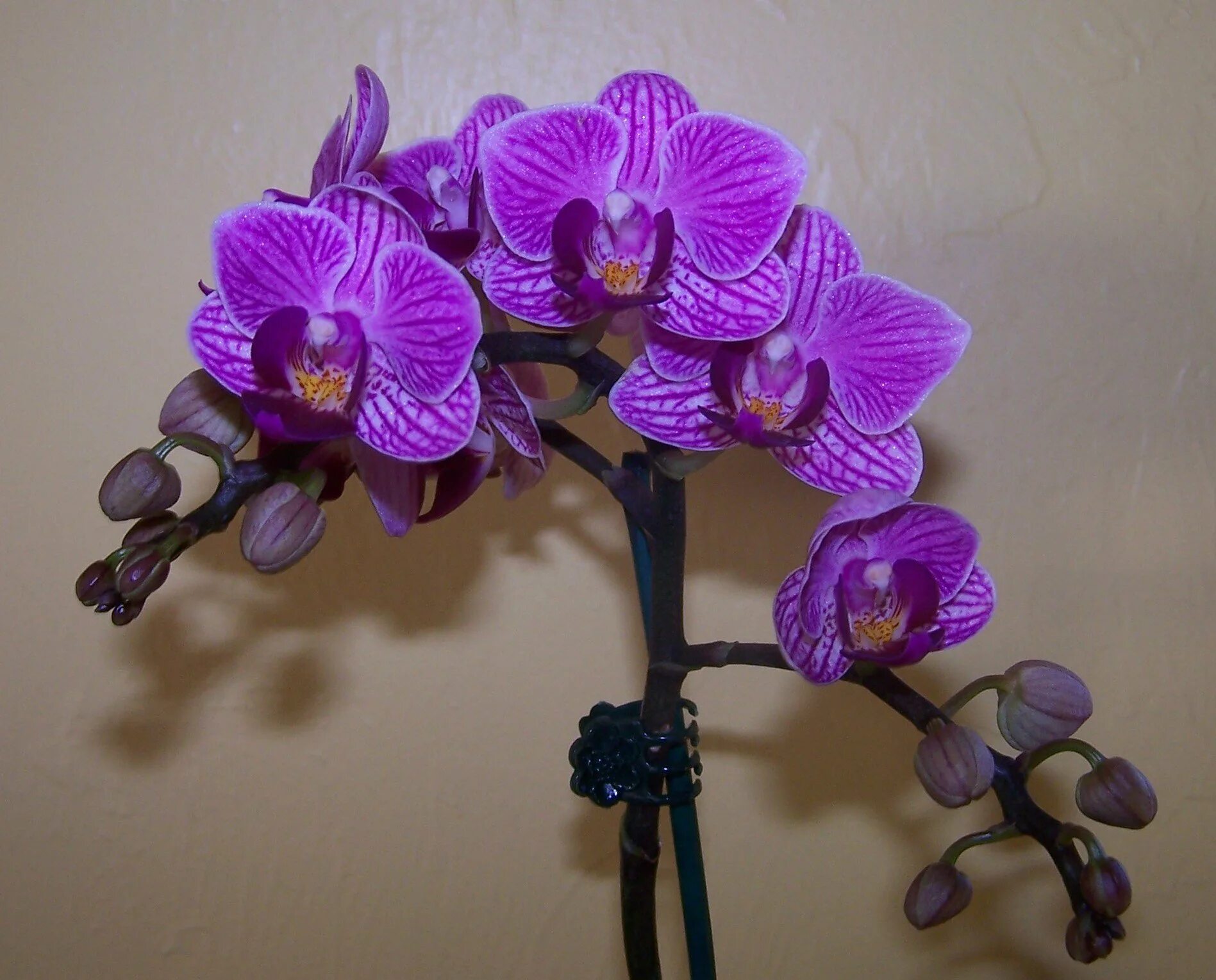 Орхидея фаленопсис. Фаленопсис Старфиш. Орхидея Мальва фаленопсис. Фиолетовая мультифлора фаленопсис.