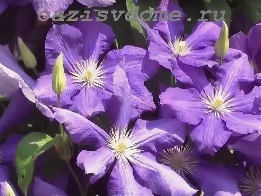 Как сохранить клематис до весны. Клематисы третьей группы. Голубые клематисы 3 группы обрезки. Клематисы весной. Clematis Alpina `Violet Purple`.