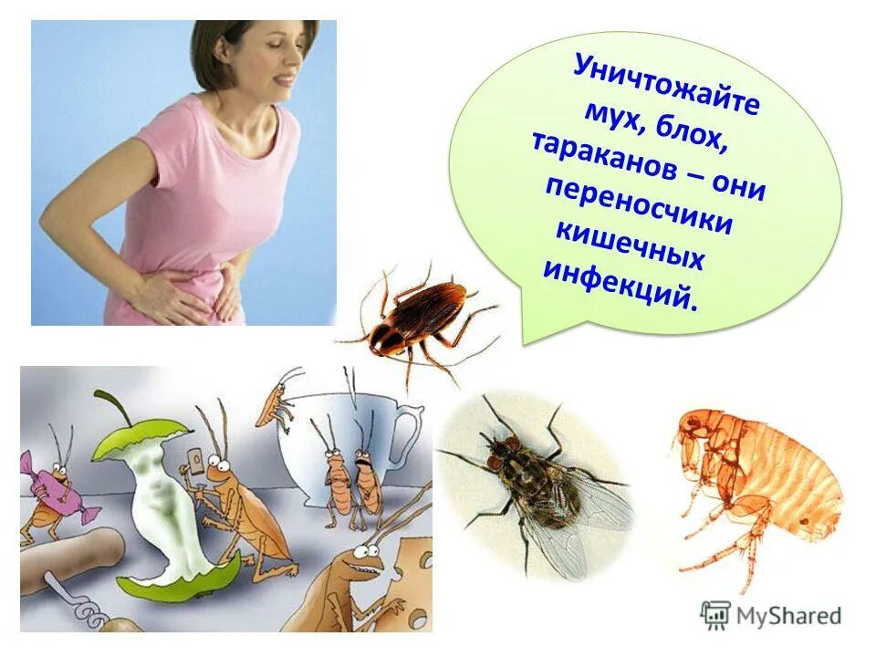 пищевые инфекции и пищевые отравления. заболевания вызываемые сальмонеллами. возбудители кишечная кишечная палочка. шигеллез кишечная инфекция. возбудители и переносчики желудочно кишечных заболеваний.