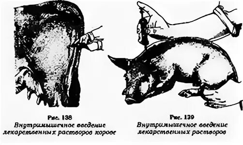 Укол внутримышечно КРС. Укол внутримышечно крупного рогатого скота схема. Введение подкожной инъекции коровы. Подкожное Введение лекарственных средств животным КРС. Инъекции свинье