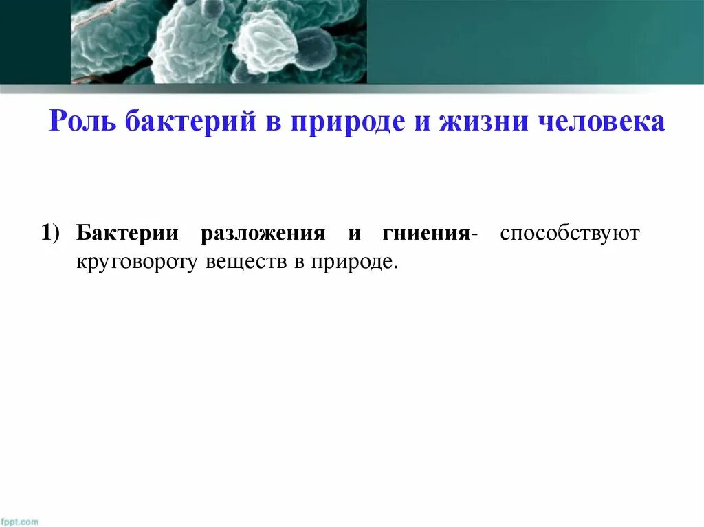 Роль бактерий гниения в природе. Роль бактерий в природе и жизни человека. Роль бактерий в жизни человека. Роль бактерий в природе. Роль бактерий в природе и жизни.