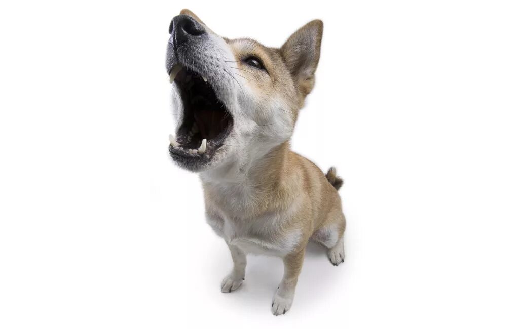 собака гавкает. оскал собаки. джек-рассел-терьер жесткошерстный. где лает собака. где лает собака.