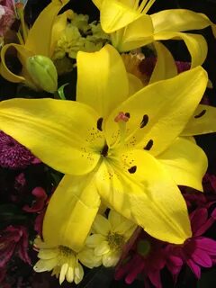 Lily photo
