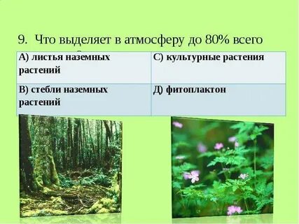 Некоторые растения выделяющие кислород являются березами