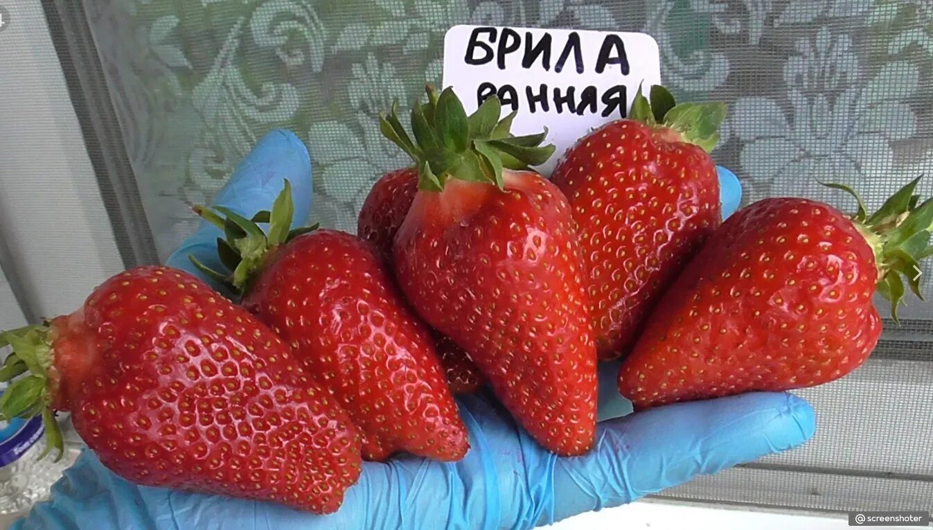 Клубника сорт brilla. Садовая земляника Брилла. Земляника сорт Брилла.