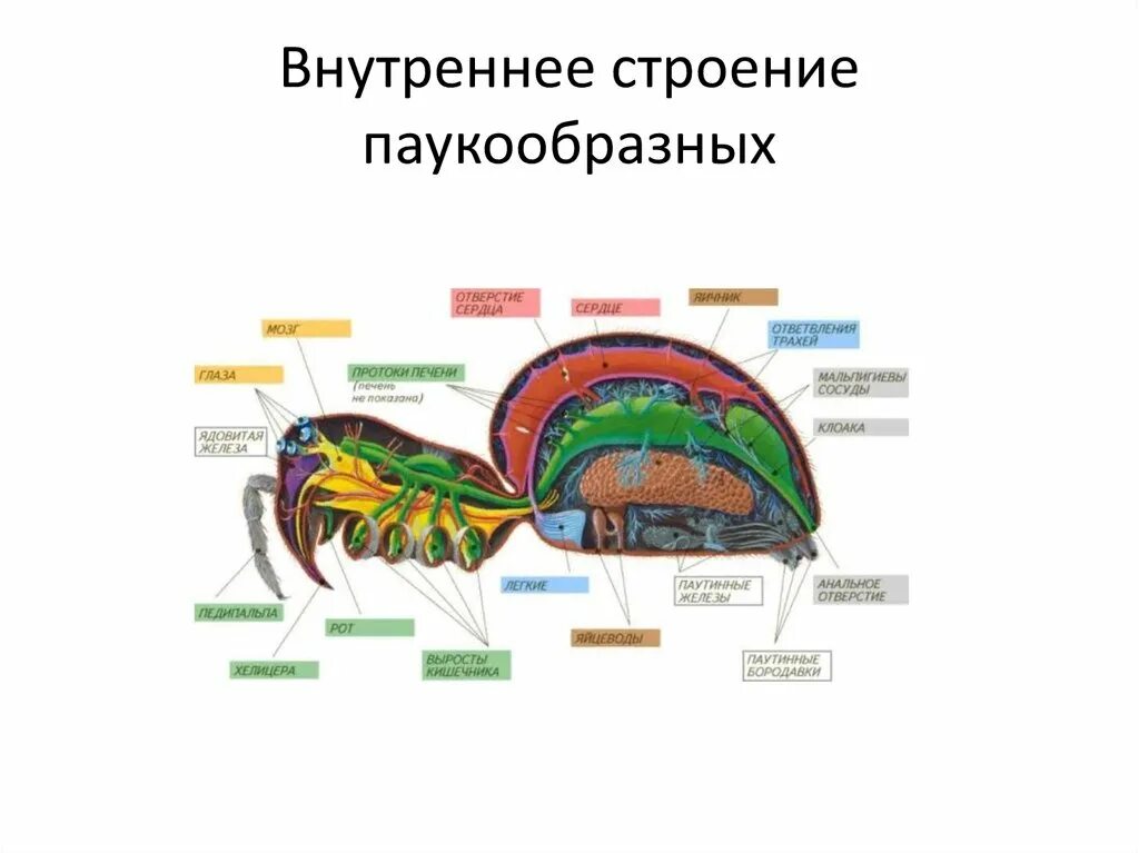 Кровеносное строение паукообразных. Дыхательная система паукообразных 7 класс. кровеносная система система паукообразных. пищеварительная система паукообразных 7 класс. кровеносная система паукообразных 7 класс.