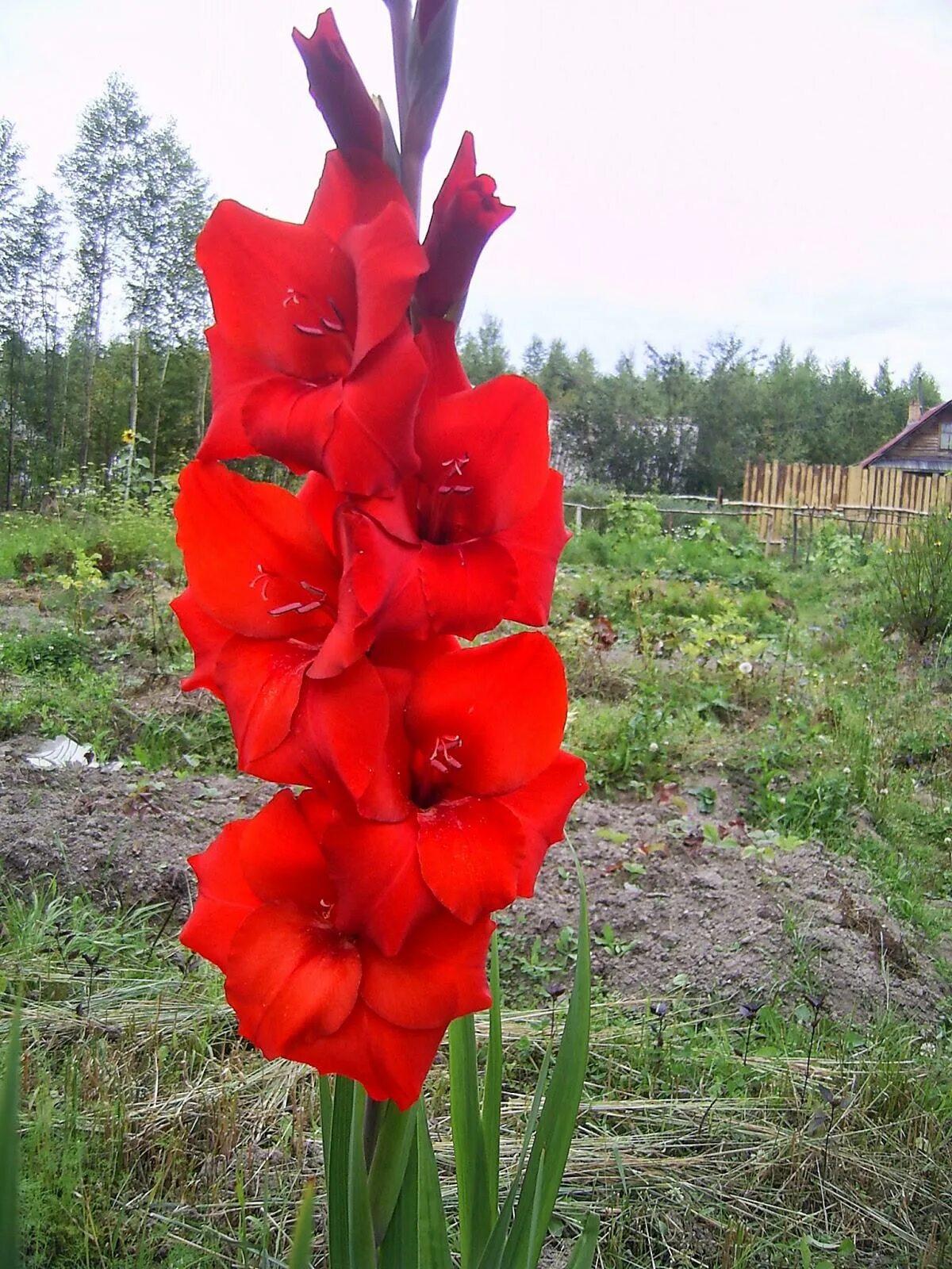 Гладиолус Азурро. Гладиолус Бамбино Анаконда. Луковица гладиолуса. Гладиолус Берлиоз.