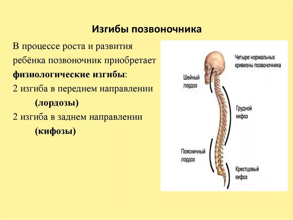 Естественные изгибы позвоночника