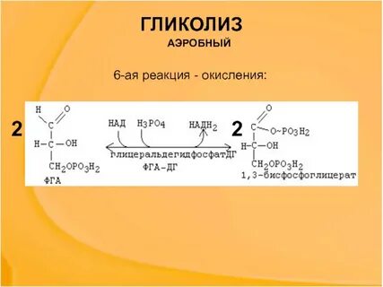 Атф в аэробном гликолизе