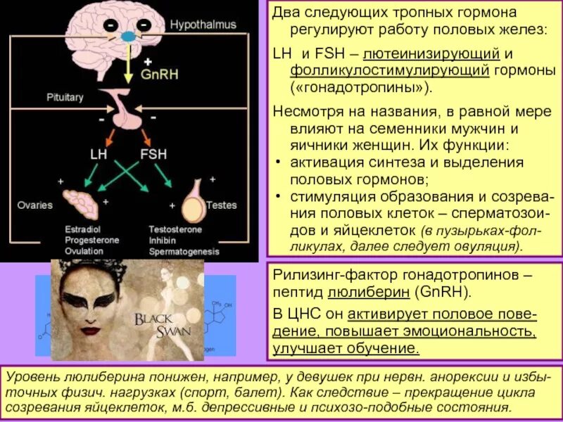 Состояние после гормонов. Функции тропных гормонов. функции лютеинизирующего гормона. выделение тропных гормонов. как влияют гормоны на цнс.
