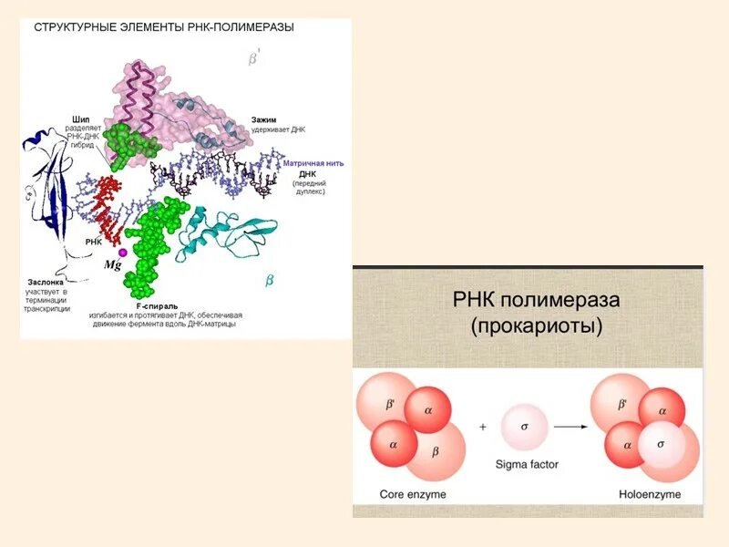 Строение РНК полимеразы 1. Строение РНК полимеразы у эукариот. РНК полимераза структура. РНК полимераза строение.