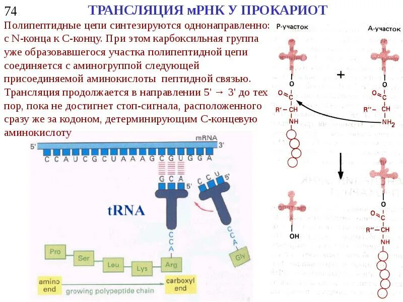 Образование пептидной связи трансляция. Направление синтеза новых цепей в трансляции. Трансляция структура ТРНК. Строение ТРНК. Трансляция МРНК.