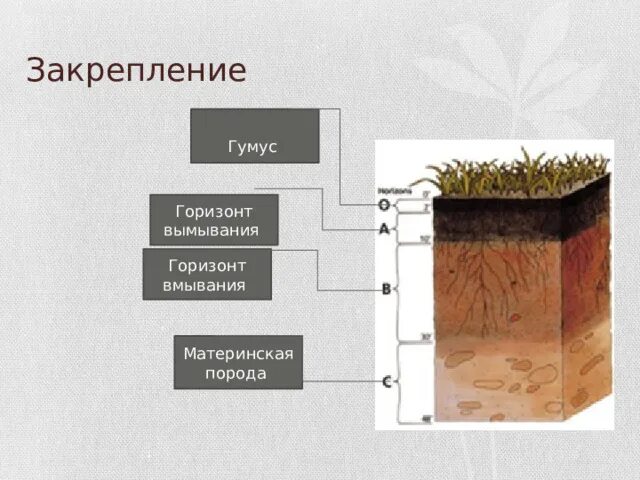 Материнская порода гумусовый вымывания вмывания. Почвенные горизонты гумус. Гумусовый Горизонт Горизонт вымывания Горизонт вмывания. Почвенный Горизонт гумусовый к материнской. Материнская порода это Горизонт.