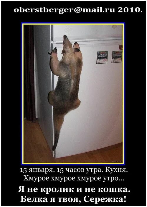 А год то удался. Новый год удался. Кот и оливье новый год. Приколы после нового года. Скоро на работу после нового года.