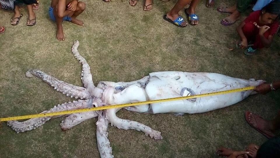 Невиданные размеры